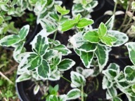 Trzmielina biała Emerald Gaiety biało zielona łatwa w pielęgnacji sadzonka