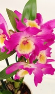 Dendrobium nobile storczyk 1