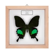 Motyl w gablotce Papilio paris