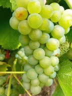 WINOROŚL Sadzonki winogron-Iza Zaliwska bardzo wczesna odmiana deserowa