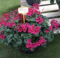 Pelargonia peltatum Villetta Neon Rose ZWISAJĄCA