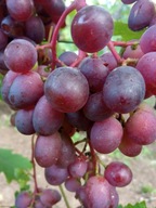 WINOROŚL Sadzonki winogron-Wiktoria 5 -b. duży owoc ,wielkoowocowa odmiana