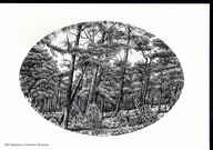 Bór bażynowy w leśnictwie Mrzeżyno - przedruk