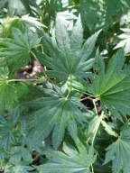 Klon Shirasawy 40-45cm