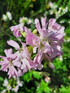 Mydlnica pięknie pachnie różowy gęsty kwiatostan bylina baciny ogródek