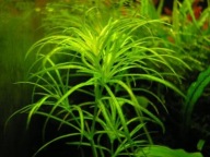 Roślina Akwariowa Jezierza