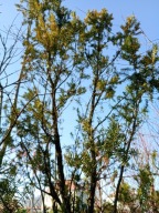 Cis drzewiasty szczepiony ekranowy 18 letni okaz na taeas inny