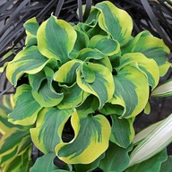 Funkia 'School Mouse' Hosta sadzonka donica 2L