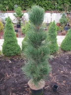 BARDZO WYSOKA KOLUMNA Sosna czarna 'Sylfyt' jak Molette