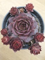 Rojnik 307 GAMBOL o krępych liściach - duże rozety