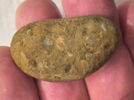 Skamieniałe koralowce algi glony agaty muszlowe