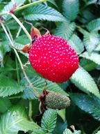 Malinotruskawka sadzonka doniczka 1 l