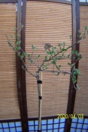 Kalina angielska pienna karłowa płaszczyznowa szczepiona inna