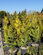 Cyprysik Lawsona Ivonne 120-130cm zestaw 12 sztuk