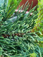 ZJAWISKOWA Sosna górska, hakowata 'Billabong'
