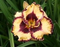LILIOWIEC Hemerocallis Open My Eyes sadzonka 2L