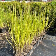 Proso rózgowate 'Hanse Herms' (Panicum) P13