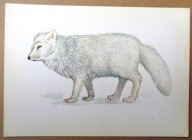 POCZTÓWKA - LIS POLARNY - BOHDAN BERG, grafika autorska z pocz. lat 70ych