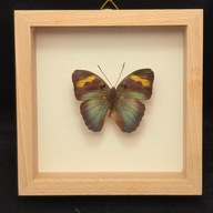 Motyl w gablotce Euphaedra Medon