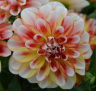 Dahlia x hortensis Dalia Lubega Power Tricolor