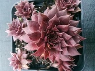 Rojnik 182 LEGOLAS ciemna purpurowo - różowa