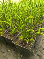 Funkia "PRAYING HANDS" Hosta sadzonka