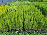 Tuja Thuja Szmaragd Smaragd 25-35cm Pewne przyjec