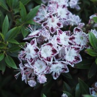 Kalmia szerokolistna STAR MAGIC zimozielona