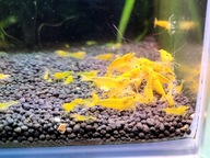 Krewetki Caridina YELLOW KING KONG, YKK 20szt
