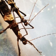 ZESTAW STRASZYK FILIPIŃSKI MŁODE - 2SZT+ POKARM + MINI TERRARIUM