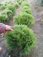 TUJA KULKA MINNIATURKA DANICA SKALNIAKI OBWÓDKI