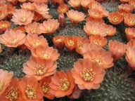 Kaktus ,Rebutia buiningiana WR 511
