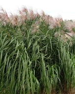 MISKANT GIGANTEUS MEIDL KWITNĄCY GIGANT DO 350CM