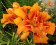 Liliowiec Bablue Orange