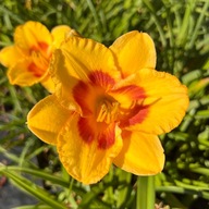 Liliowiec 'Fooled Me' (Hemerocallis) P13