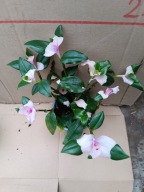 blushing bride trzykrotka