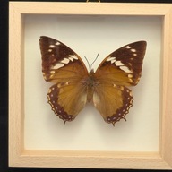 Motyl w gablotce Charaxes Numenes Aequatorialis