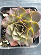 Rojnik 395 LILIACINUM o delikatnym odcieniu różowego