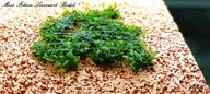 Mech Foliose Liverwort Bodok -rarytas-od fibell