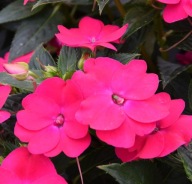 Niecierpek SŁONECZNY Sunpatiens Vigorous Rose Pink / Magenta