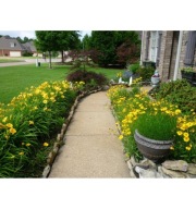 liliowiec stella d'oro sadzonka w pojemniku wieloletnia na rabaty