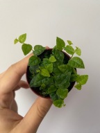 Ficus pumila Minima pnącze do terrarium