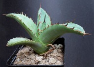 Kaktusy! - Agave titanota - RARYTAS !!!!!!