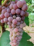 WINOROŚL Sadzonki winogron-bezpestkowy Canadice