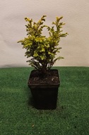 Cyprysik groszkowy (Chamaecyparis pisifera)