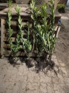 Laurowiśnia Caucasica 50 cm 70 cm Pakiet 5 sztuk.