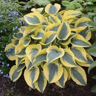 Funkia 'Autumn Frost' Hosta sadzonka donica 2L