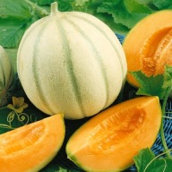 Melon Charentais -Bardzo smaczny - Nadaje się do uprawy gruntowej - nasiona
