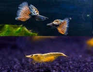 Zamiast Bojownika superdekoracyjny kolorowy zestaw do małego akwarium v. 6