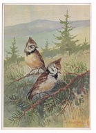 Ptak Ptaki czubatka lata 30 sygnowana R. Schulz Duży format .